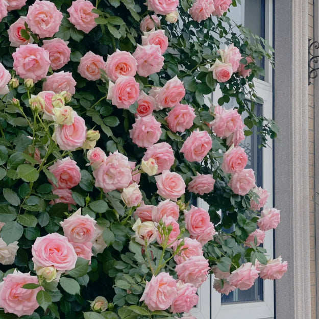 🌹 Mixed-color Climbing Rose—Year-Round Blooming (UK Imported)