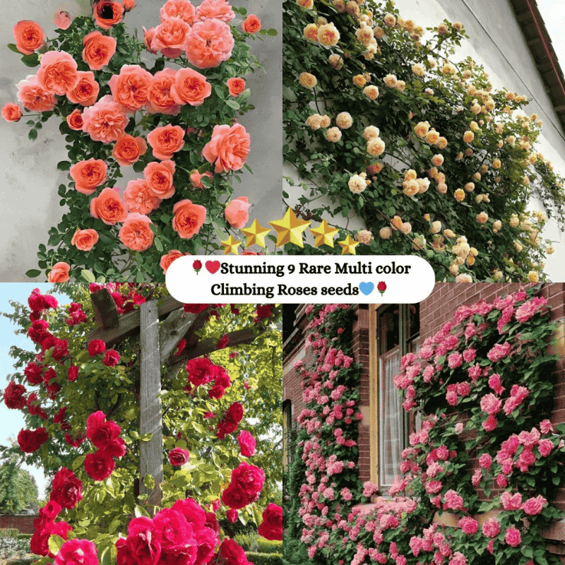 🌹 Mixed-color Climbing Rose—Year-Round Blooming (UK Imported)
