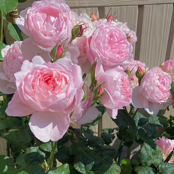 🌹 Mixed-color Climbing Rose—Year-Round Blooming (UK Imported)