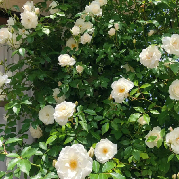🌹 Mixed-color Climbing Rose—Year-Round Blooming (UK Imported)