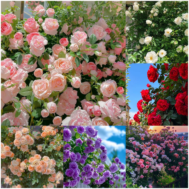 🌹 Mixed-color Climbing Rose—Year-Round Blooming (UK Imported)