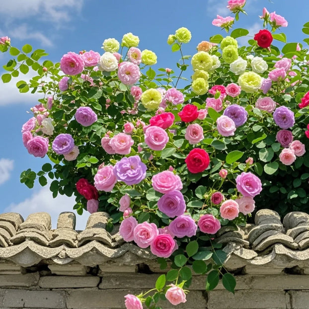 🌹 Mixed-color Climbing Rose—Year-Round Blooming (UK Imported)