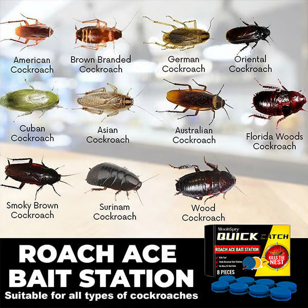 🔥Roach Ace Bait Station