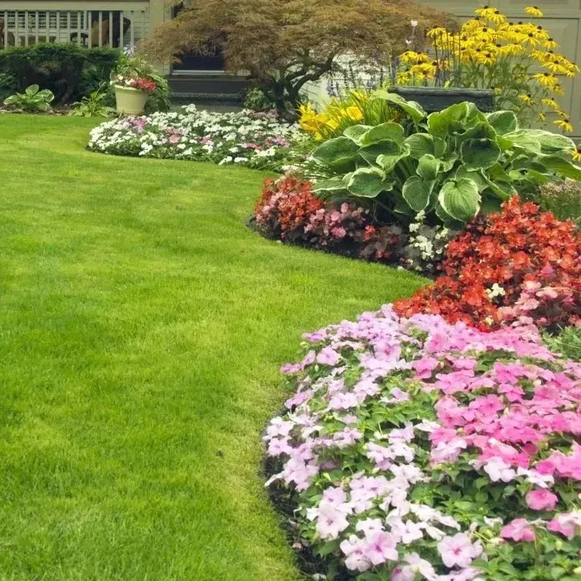 🌱 Japanese Velvet Grass Seed | Year-Round Greenery for Your Dream Lawn