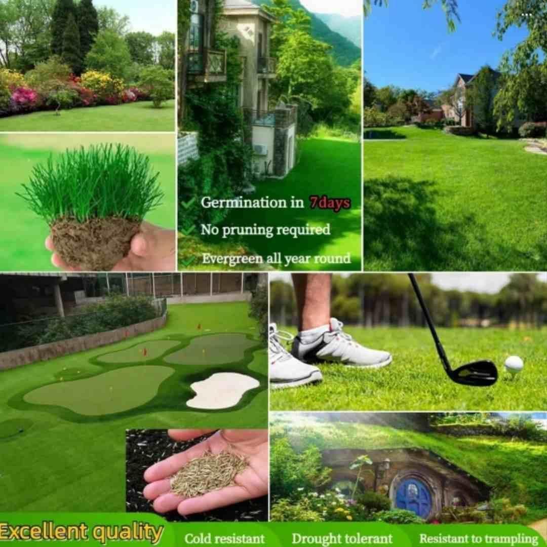🌱 Japanese Velvet Grass Seed | Year-Round Greenery for Your Dream Lawn
