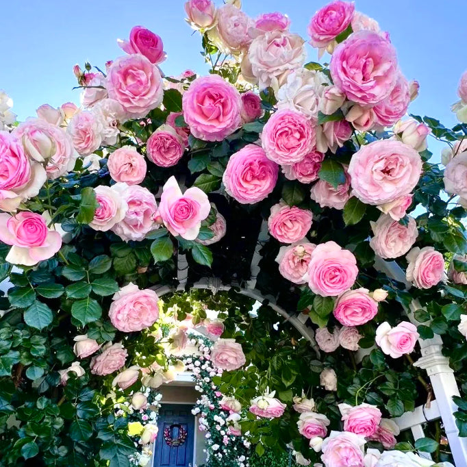 🌹 Mixed-color Climbing Rose—Year-Round Blooming (UK Imported)