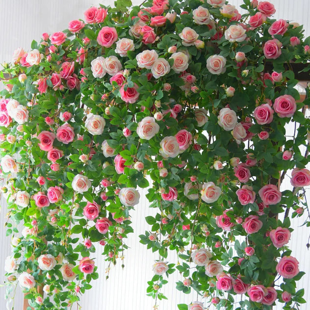 🌹 Mixed-color Climbing Rose—Year-Round Blooming (UK Imported)