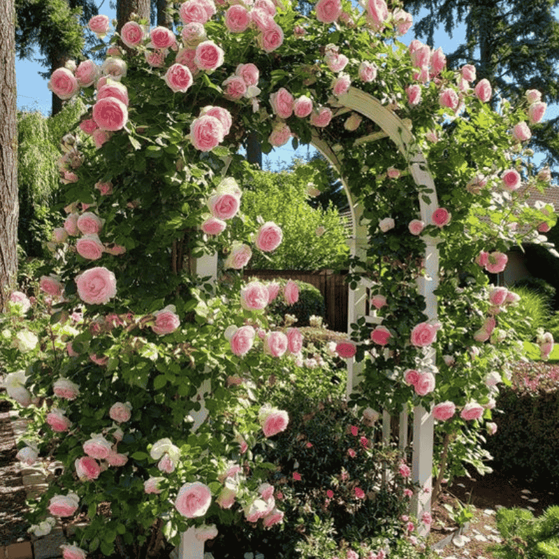🌹 Mixed-color Climbing Rose—Year-Round Blooming (UK Imported)