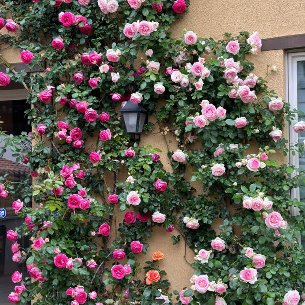 🌹 Mixed-color Climbing Rose—Year-Round Blooming (UK Imported)