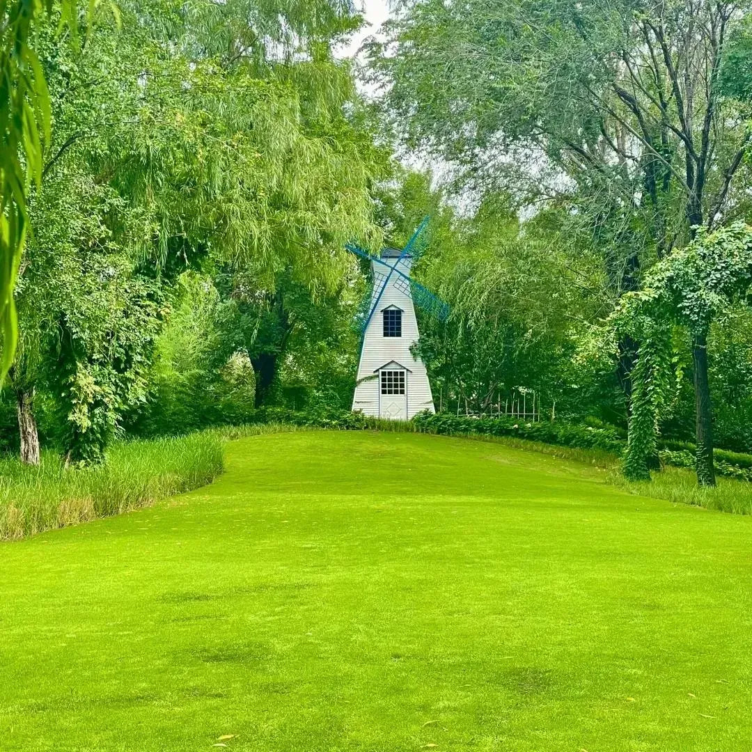 🌱 Japanese Velvet Grass Seed | Year-Round Greenery for Your Dream Lawn