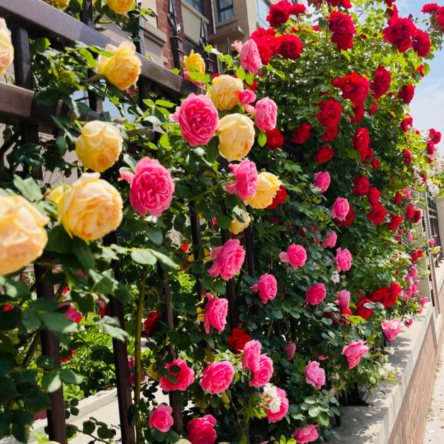 🌹 Mixed-color Climbing Rose—Year-Round Blooming (UK Imported)