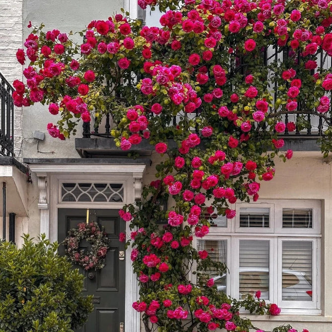 🌹 Mixed-color Climbing Rose—Year-Round Blooming (UK Imported)