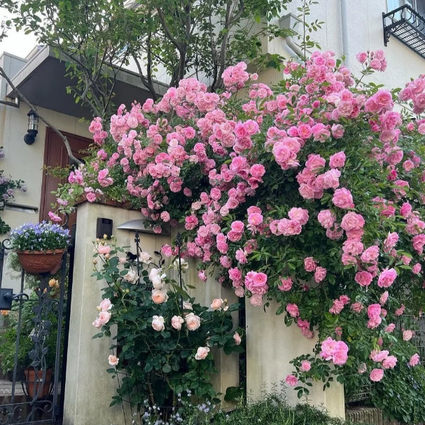 🌹 Mixed-color Climbing Rose—Year-Round Blooming (UK Imported)