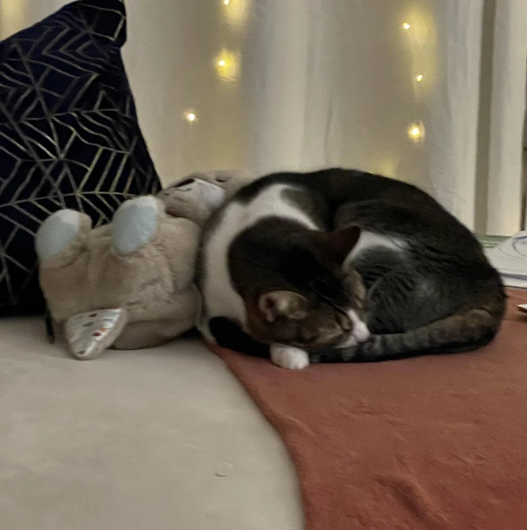 Snuggly The Dreaming Otter 🦦 | 30cm