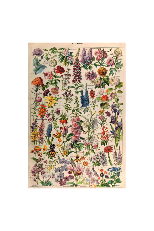 Adolphe merlot Fleurs