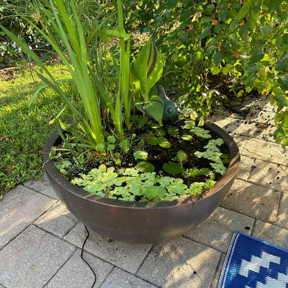 Premium Japanese Bonsai Lotus Flower Seeds | (Pack of 20 Seeds) High-Germination Lotus Seeds | Mixed Colors Home Garden, Pond, Tub & Water Bowl