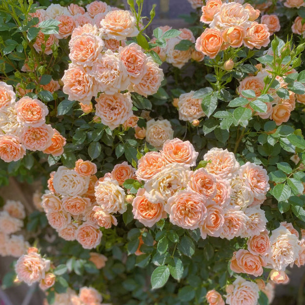 🌹 Mixed-color Climbing Rose—Year-Round Blooming (UK Imported)