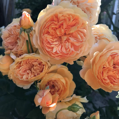 🌹 Mixed-color Climbing Rose—Year-Round Blooming (UK Imported)