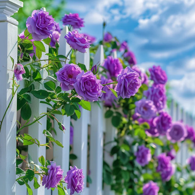 🌹 Mixed-color Climbing Rose—Year-Round Blooming (UK Imported)