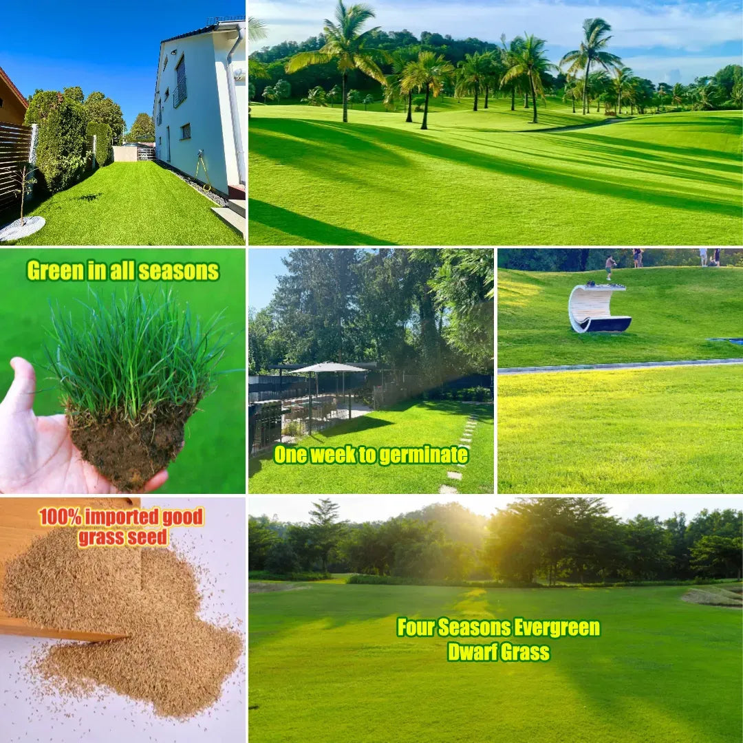 🌱 Japanese Velvet Grass Seed | Year-Round Greenery for Your Dream Lawn