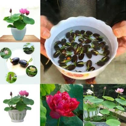 Premium Japanese Bonsai Lotus Flower Seeds | (Pack of 20 Seeds) High-Germination Lotus Seeds | Mixed Colors Home Garden, Pond, Tub & Water Bowl
