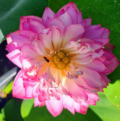 Premium Japanese Bonsai Lotus Flower Seeds | (Pack of 20 Seeds) High-Germination Lotus Seeds | Mixed Colors Home Garden, Pond, Tub & Water Bowl