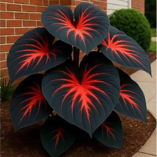 Imported Black Hosta Seeds + 100 grams Organic Pot mix Free