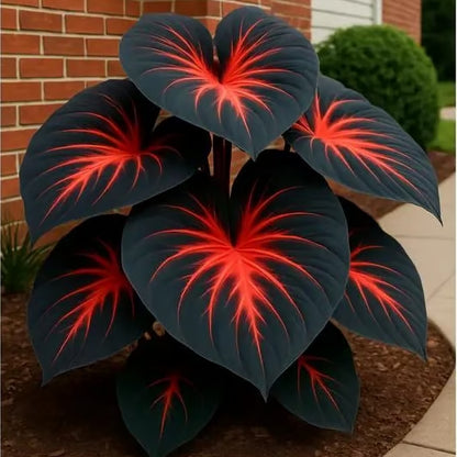 Imported Black Hosta Seeds + 100 grams Organic Pot mix Free