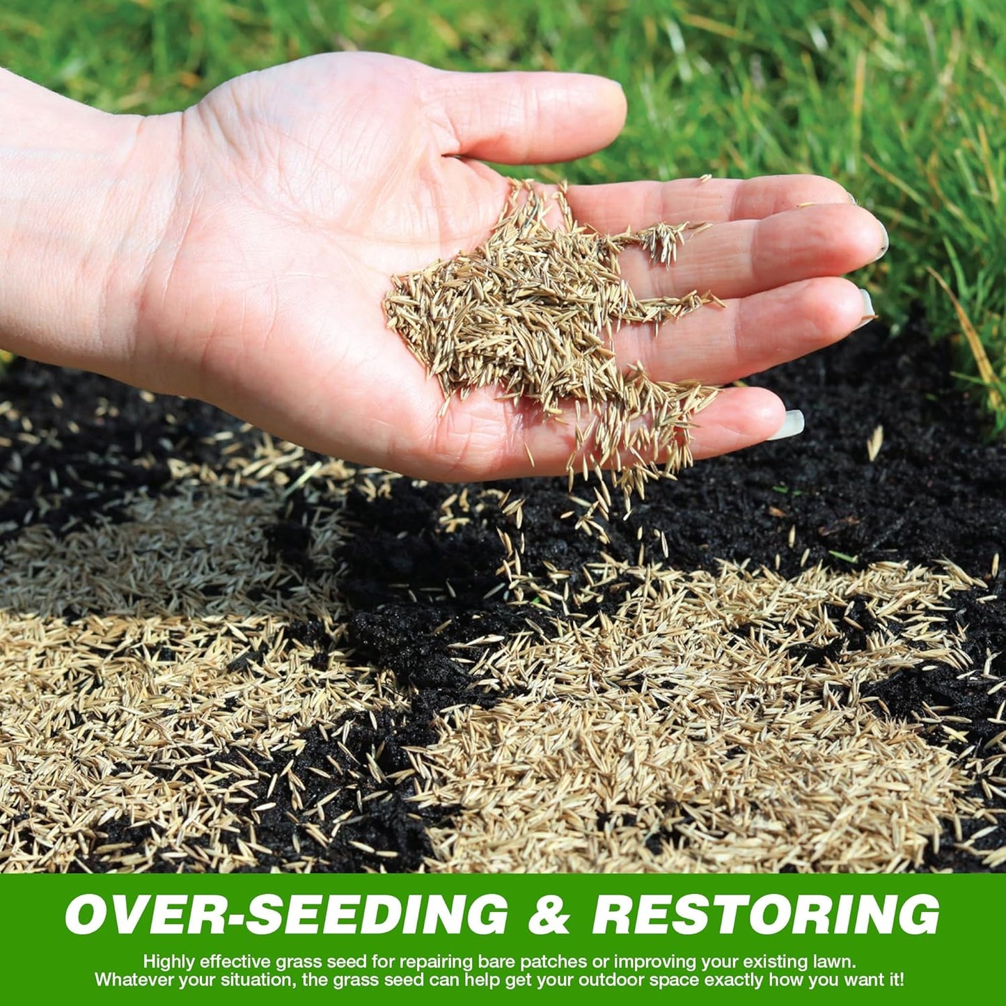 🌱 Japanese Velvet Grass Seed | Year-Round Greenery for Your Dream Lawn