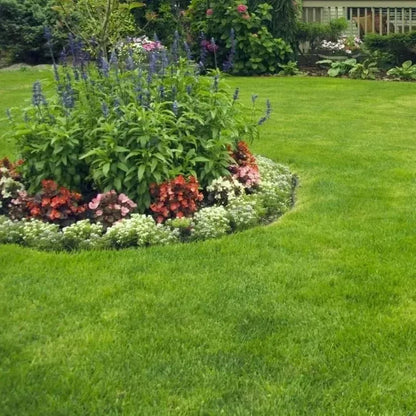 🌱 Japanese Velvet Grass Seed | Year-Round Greenery for Your Dream Lawn