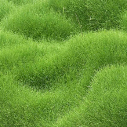 🌱 Japanese Velvet Grass Seed | Year-Round Greenery for Your Dream Lawn