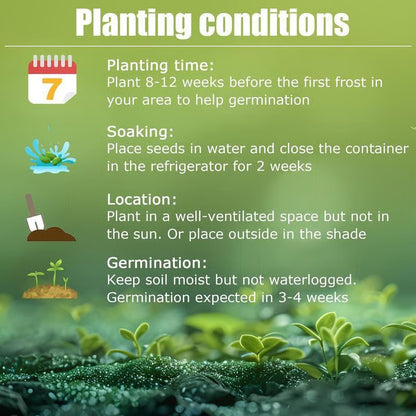 Imported Black Hosta Seeds + 100 grams Organic Pot mix Free