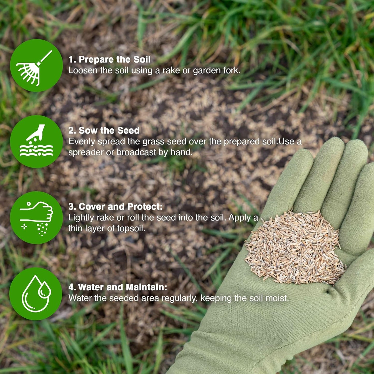 🌱 Japanese Velvet Grass Seed | Year-Round Greenery for Your Dream Lawn