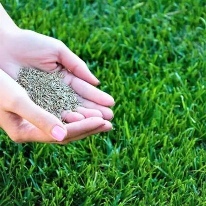 🌱 Japanese Velvet Grass Seed | Year-Round Greenery for Your Dream Lawn