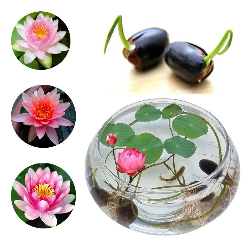Premium Japanese Bonsai Lotus Flower Seeds | (Pack of 20 Seeds) High-Germination Lotus Seeds | Mixed Colors Home Garden, Pond, Tub & Water Bowl