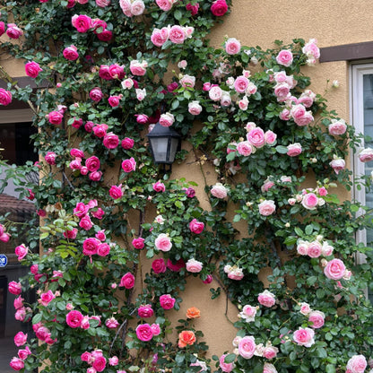 🌹 Mixed-color Climbing Rose—Year-Round Blooming (UK Imported)