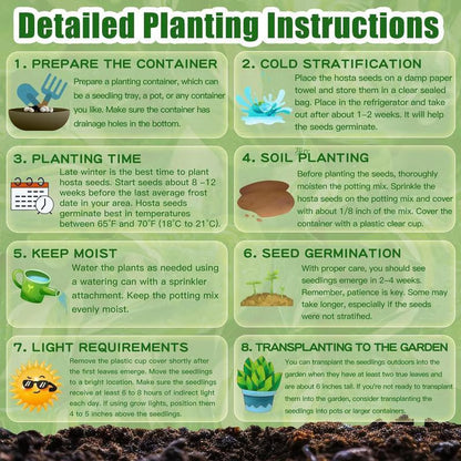 Imported Black Hosta Seeds + 100 grams Organic Pot mix Free