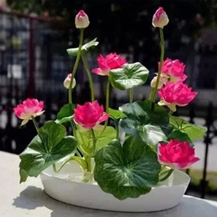 Premium Japanese Bonsai Lotus Flower Seeds | (Pack of 20 Seeds) High-Germination Lotus Seeds | Mixed Colors Home Garden, Pond, Tub & Water Bowl