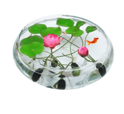 Premium Japanese Bonsai Lotus Flower Seeds | (Pack of 20 Seeds) High-Germination Lotus Seeds | Mixed Colors Home Garden, Pond, Tub & Water Bowl