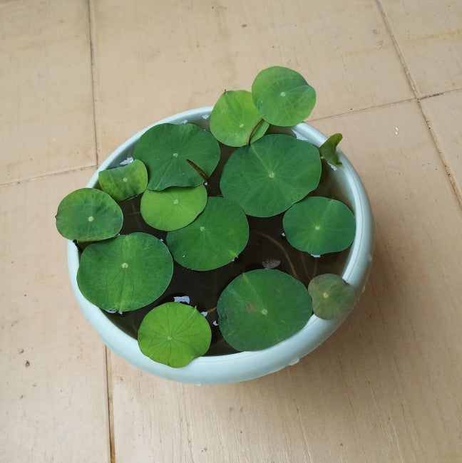 Premium Japanese Bonsai Lotus Flower Seeds | (Pack of 20 Seeds) High-Germination Lotus Seeds | Mixed Colors Home Garden, Pond, Tub & Water Bowl